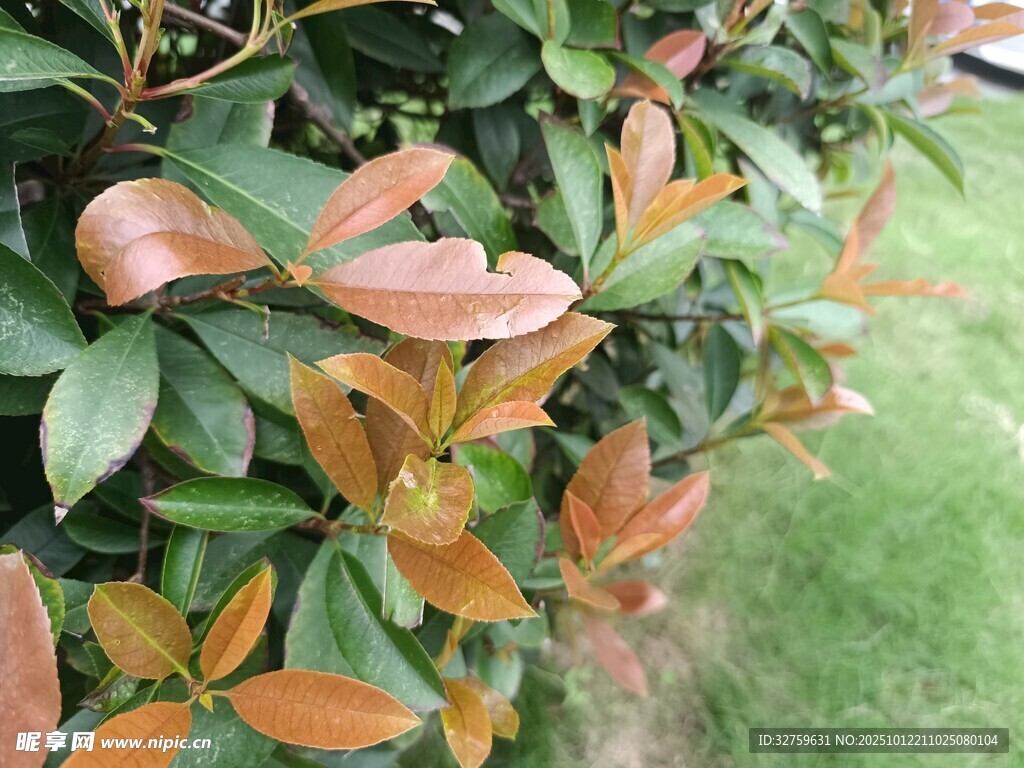 红叶绿叶交相辉映的植物