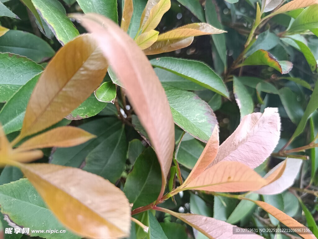 新叶初绽的绿植