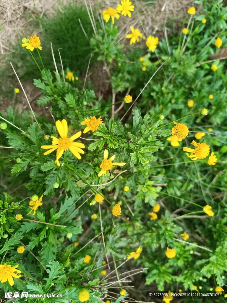 黄色小花绽放于绿叶间