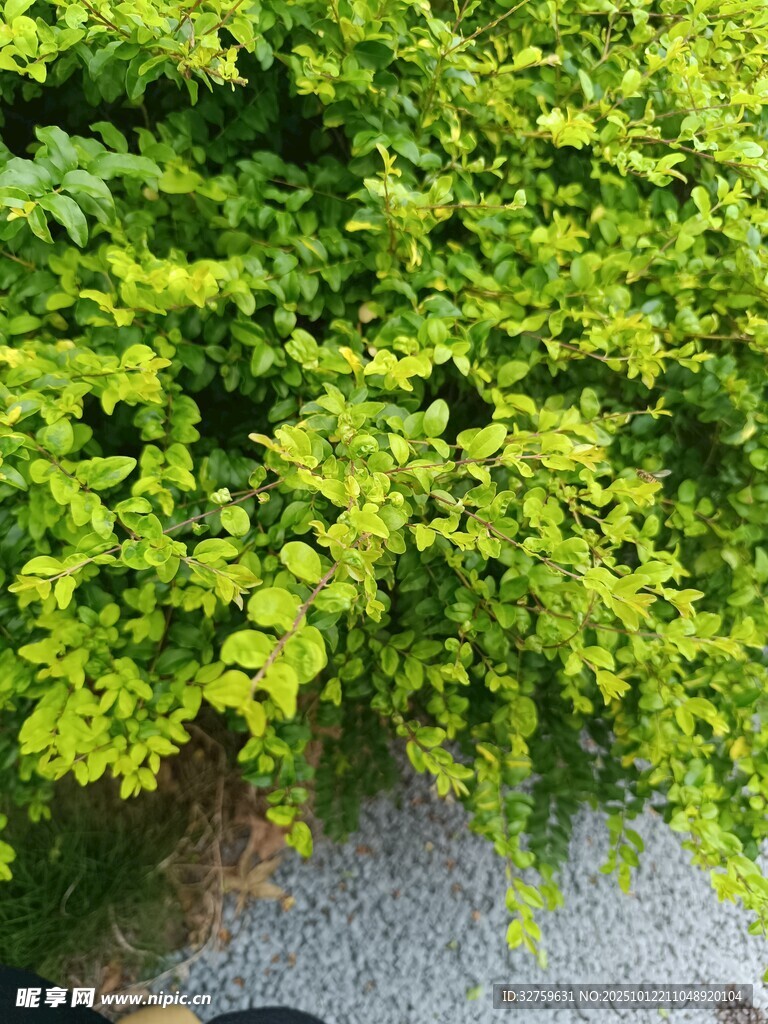翠绿繁茂的枝叶景观
