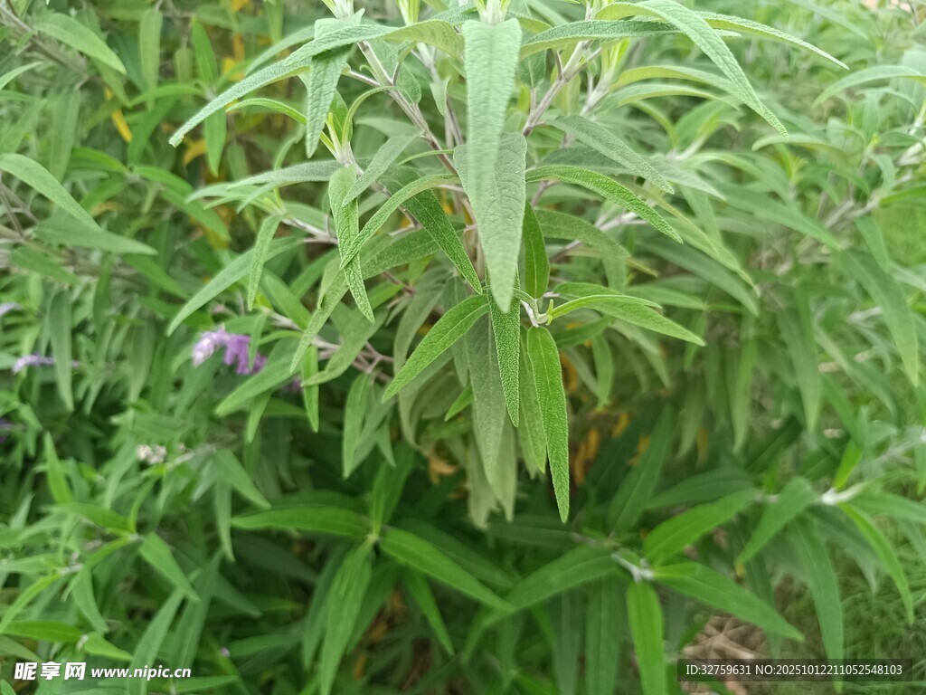 绿叶繁茂的绿色植物