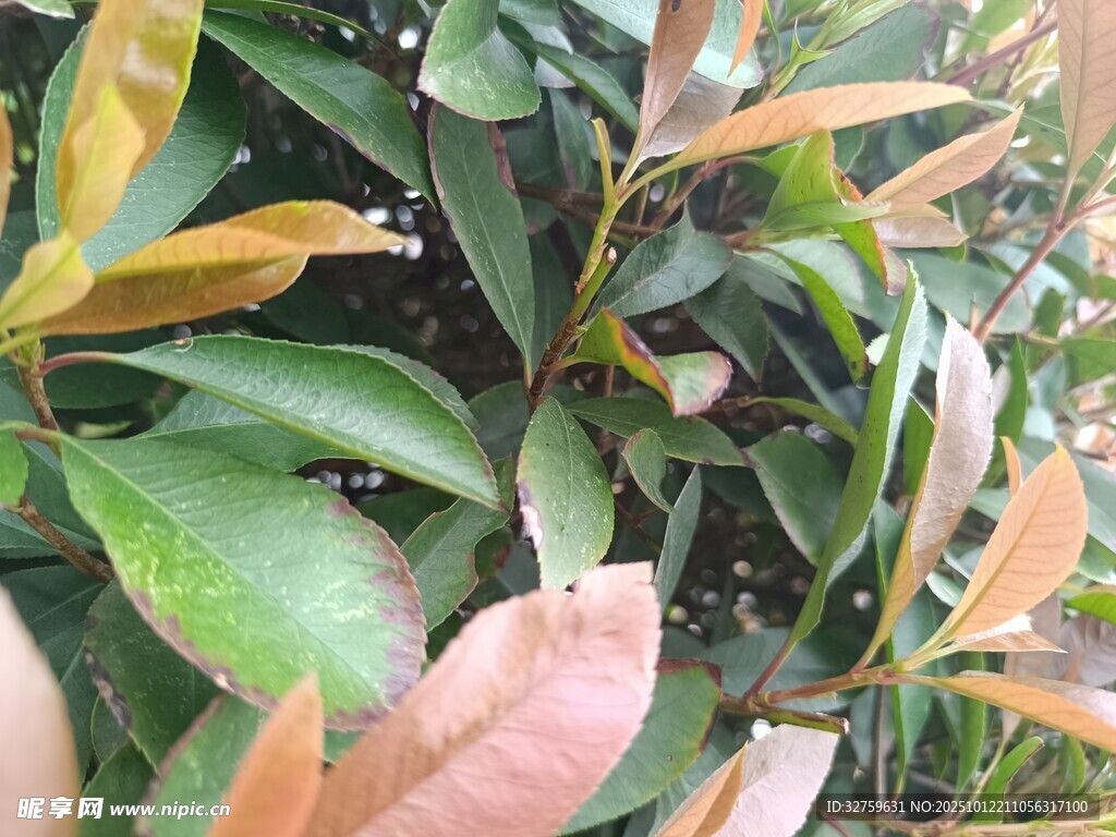多彩叶片的植物特写