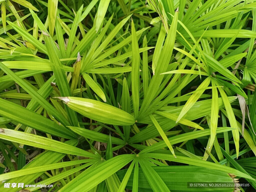 翠绿细长叶片植物特写