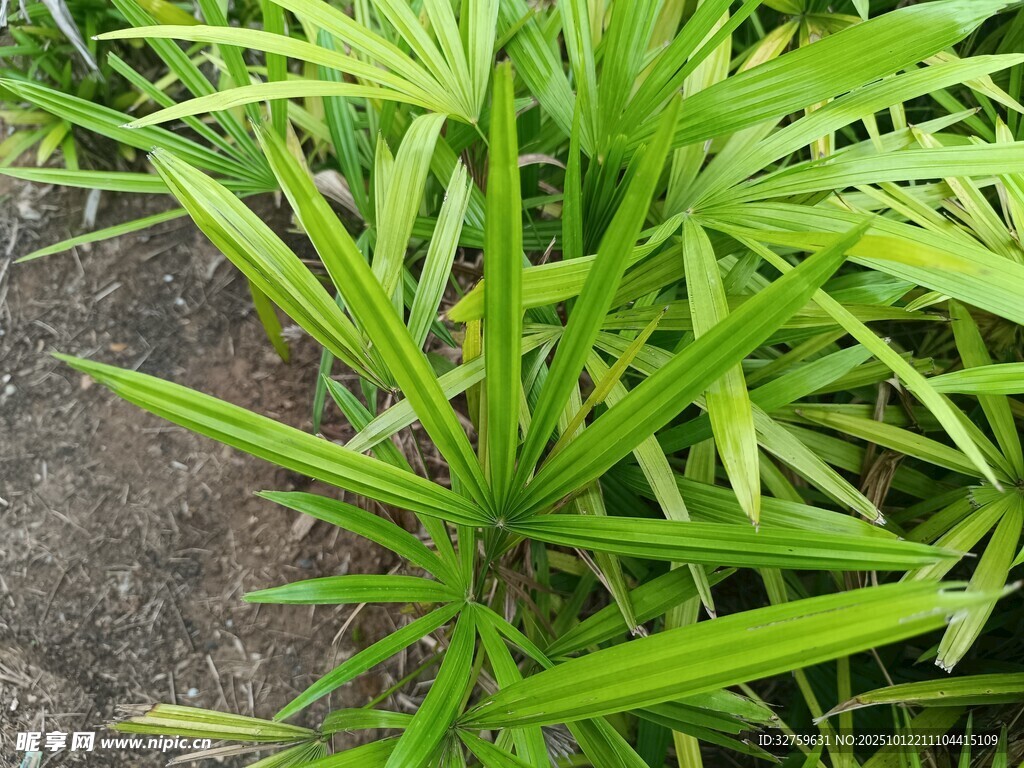 翠绿细长叶片的植物
