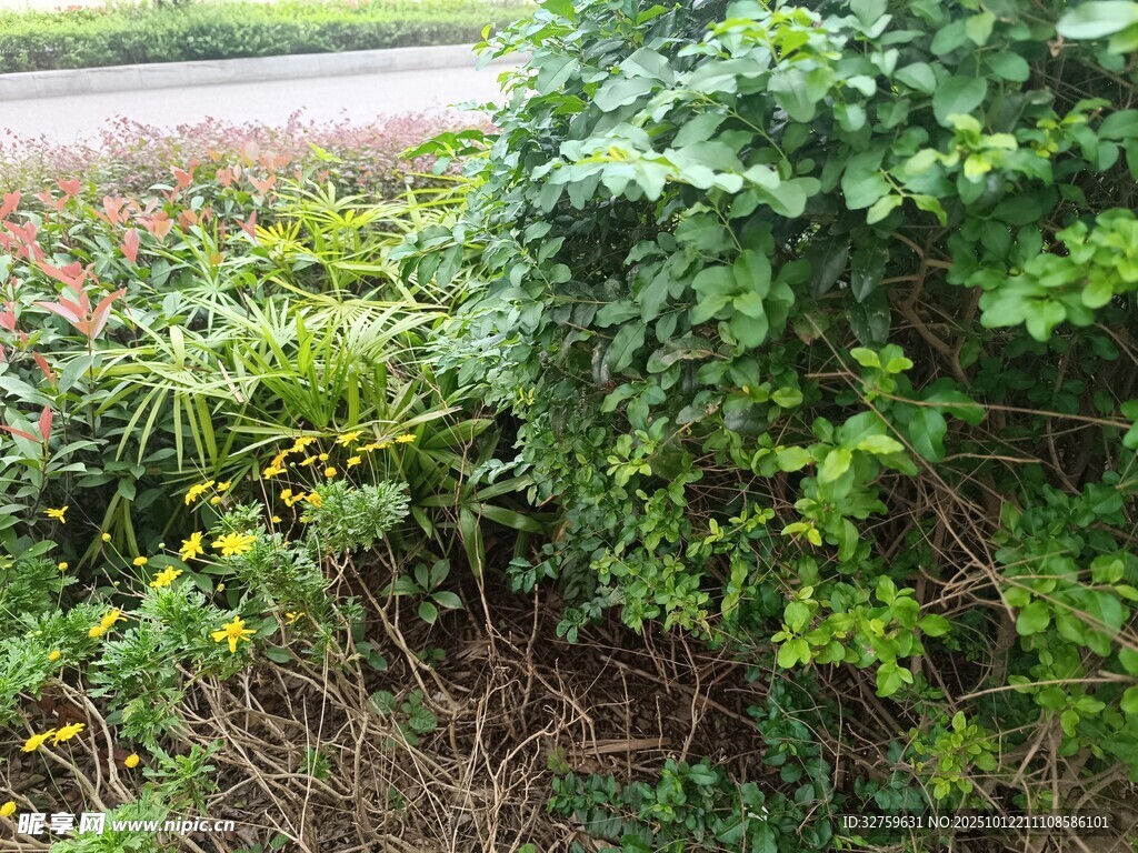野外繁茂绿植景象