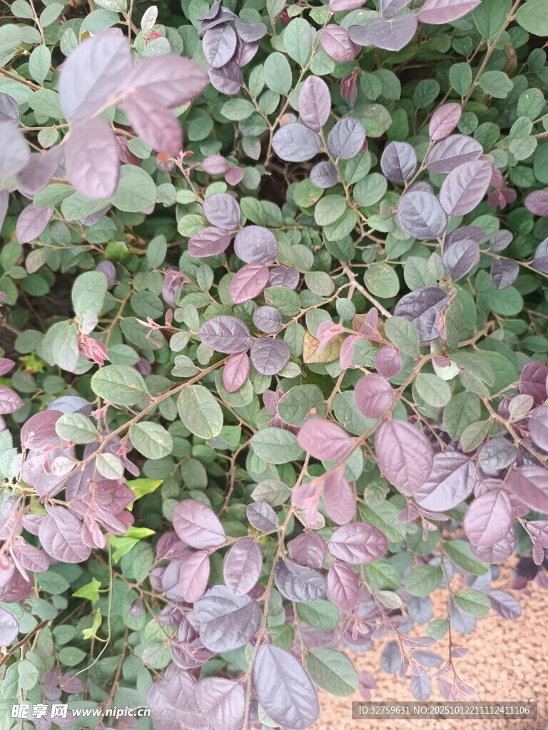 紫叶植物特写
