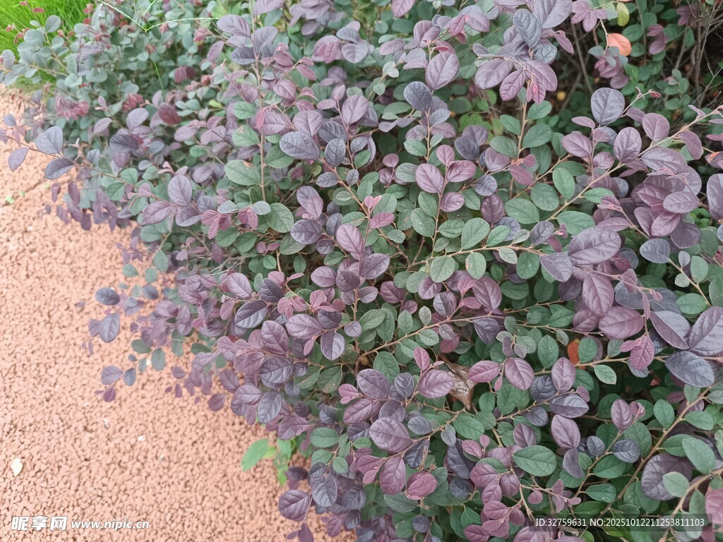 紫色叶片植物特写