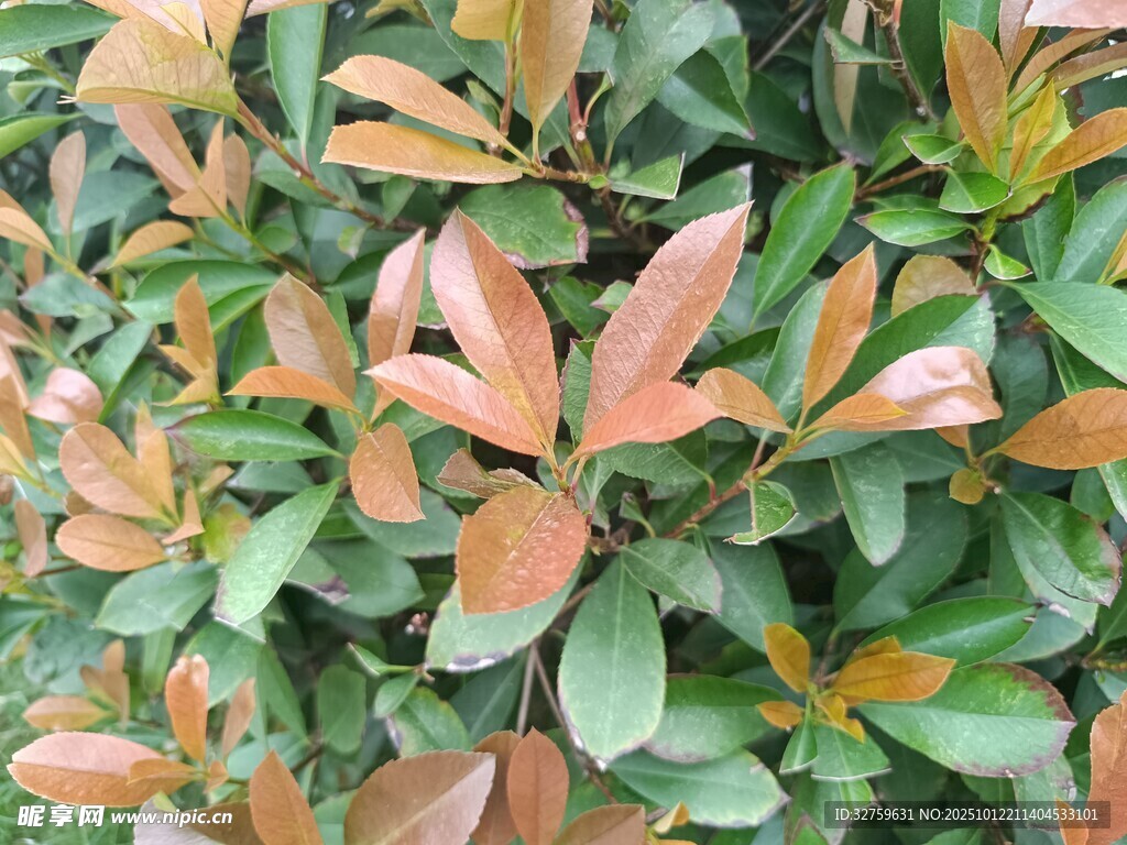 色彩斑斓的多彩树叶
