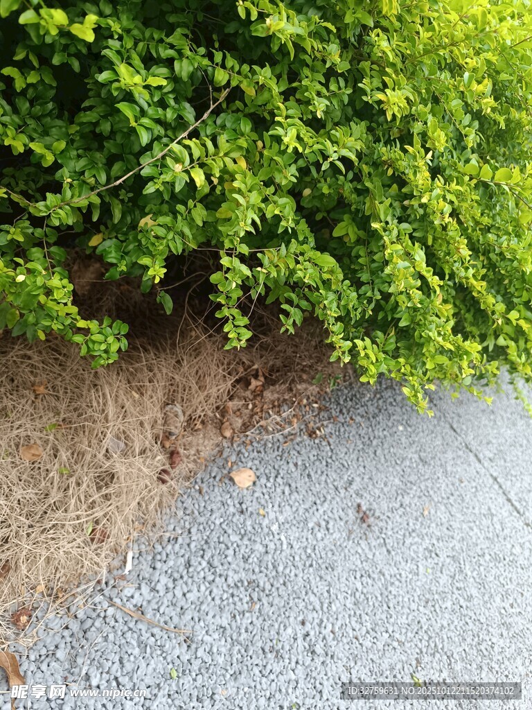 路边绿植与灰白路面