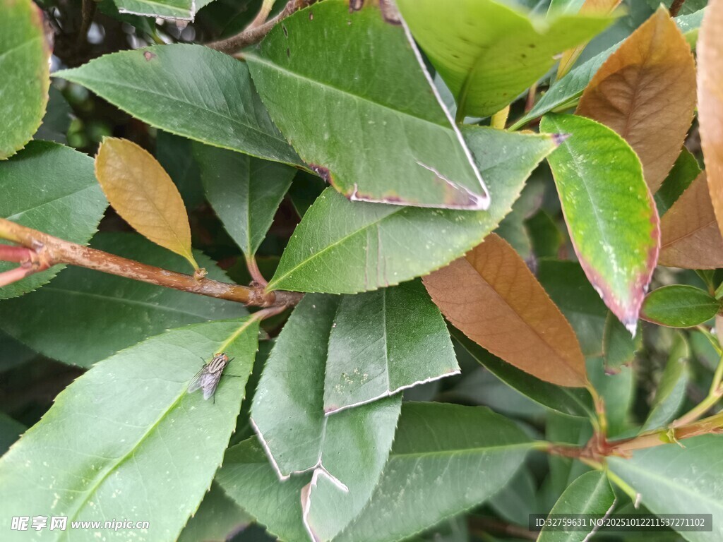 翠绿叶片植物特写