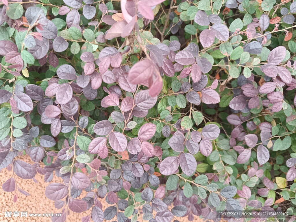 紫叶小檗植物特写