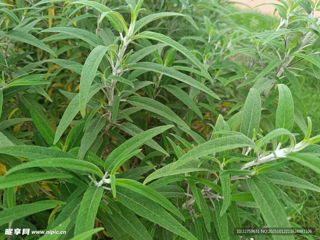 绿叶繁茂的植物景观