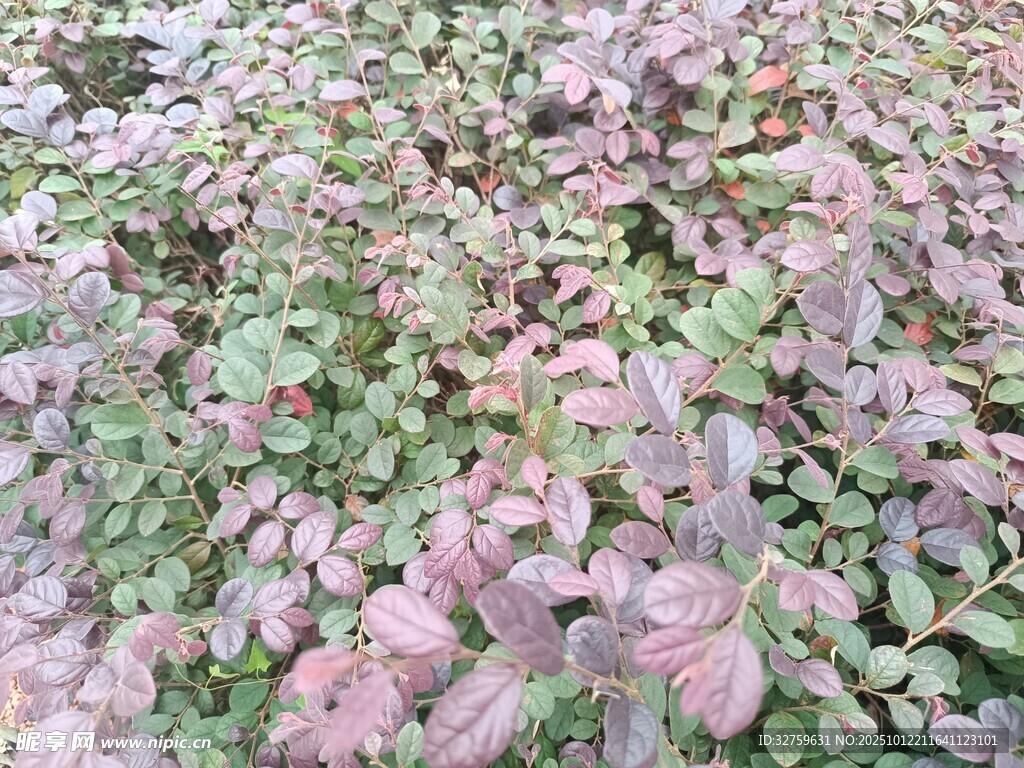 紫叶植物景观