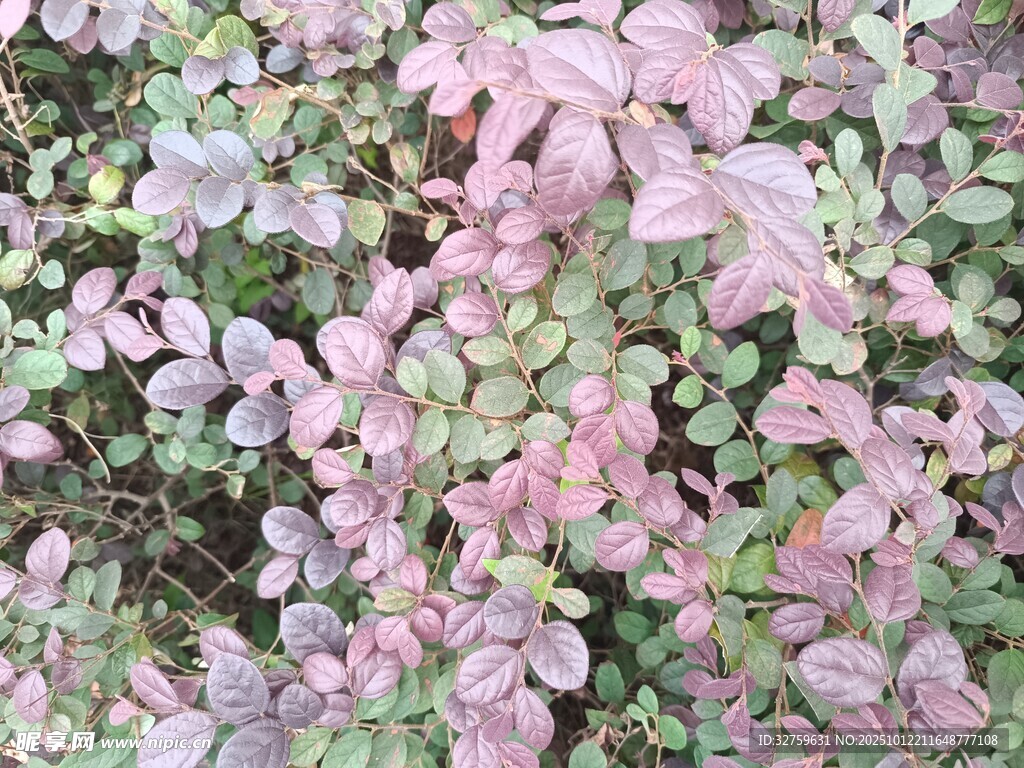 粉色多肉植物特写