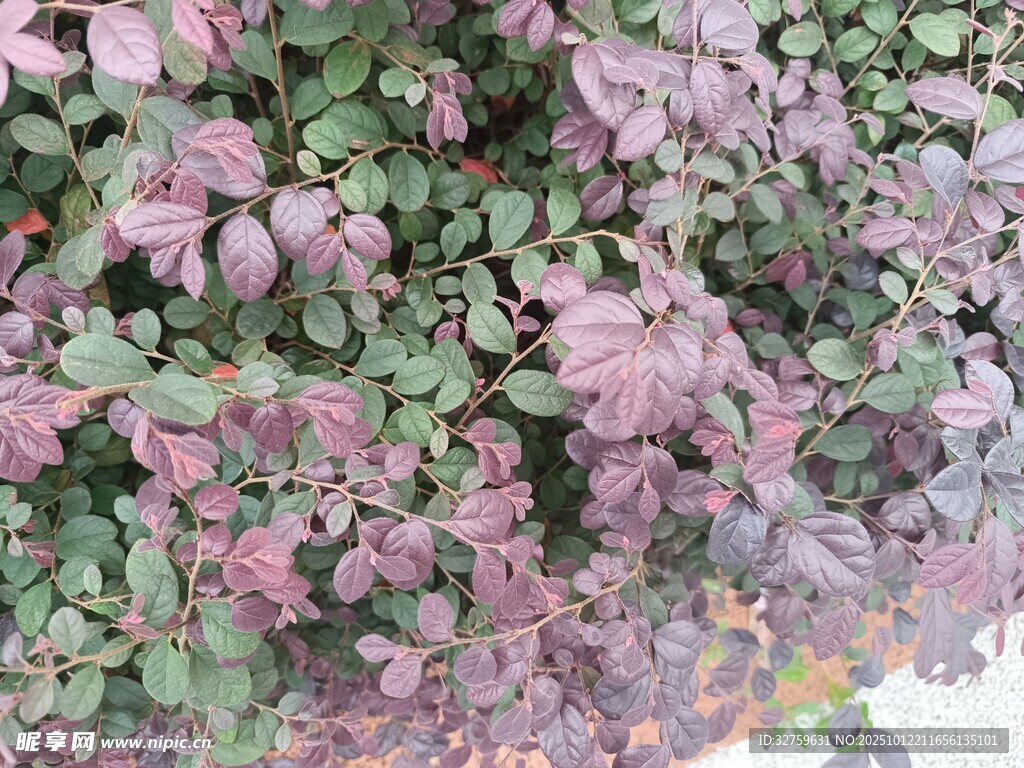 紫色花卉植物特写