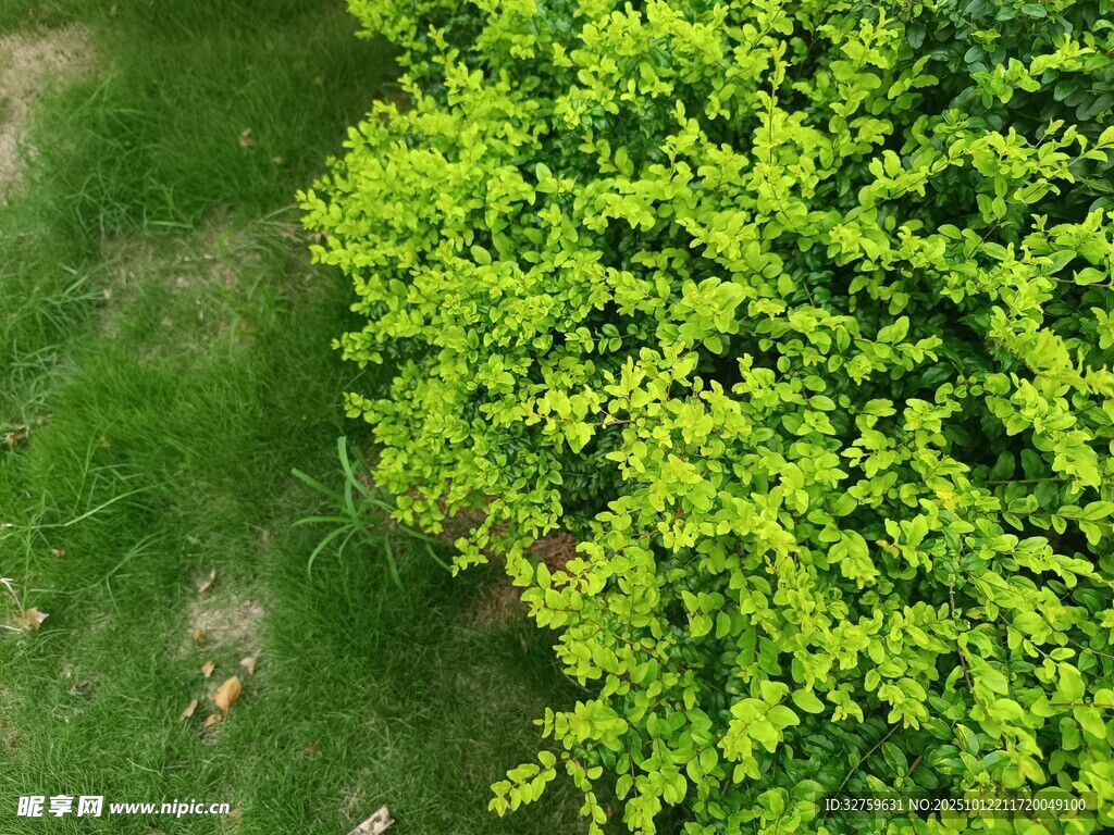 翠绿灌木与草地俯瞰景象
