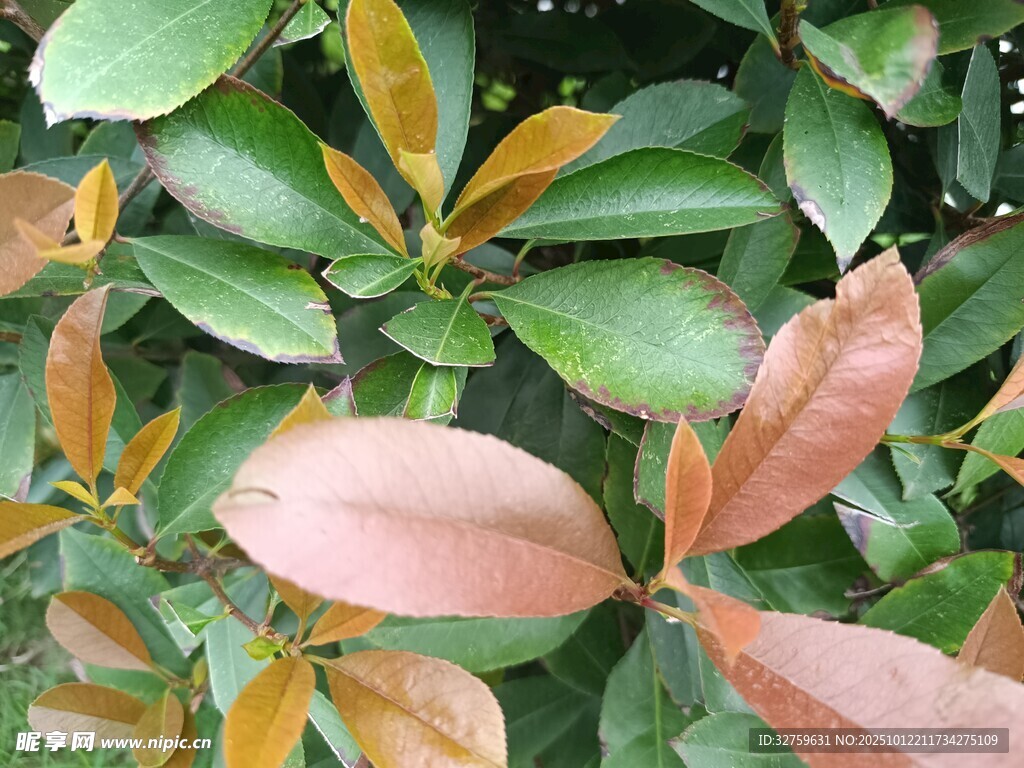 多彩叶片特写