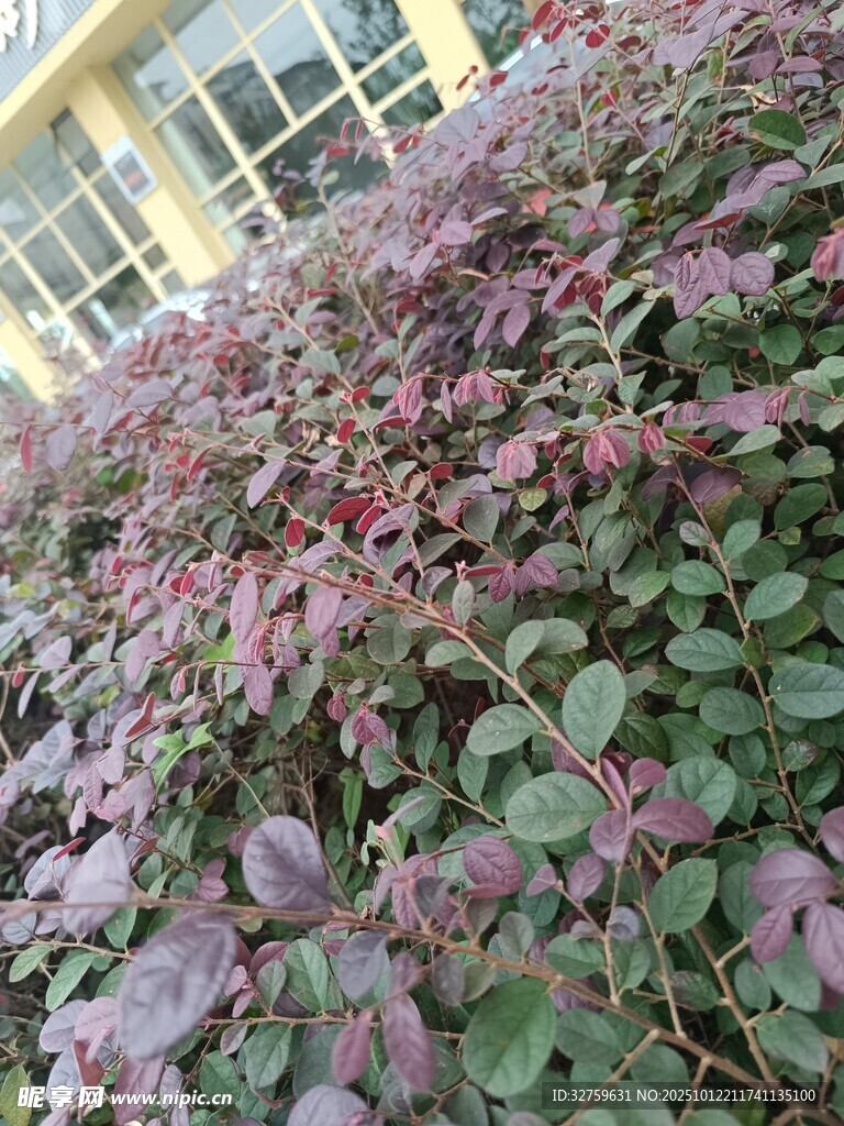 紫叶植物景观