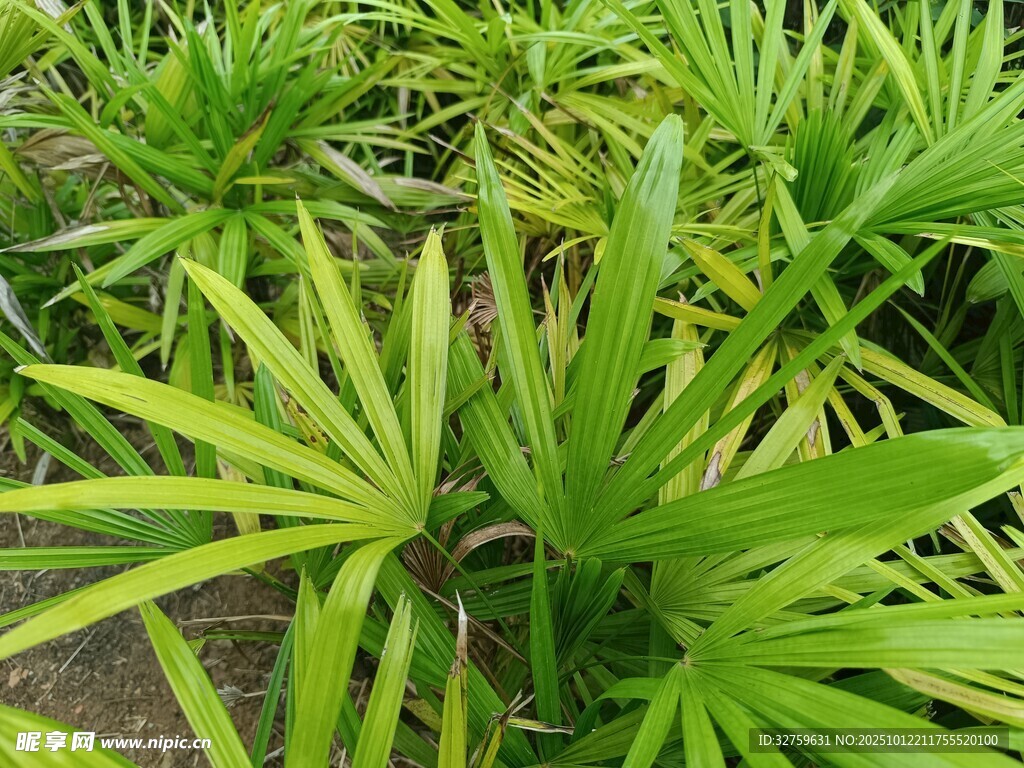 翠绿蒲葵叶片生机盎然