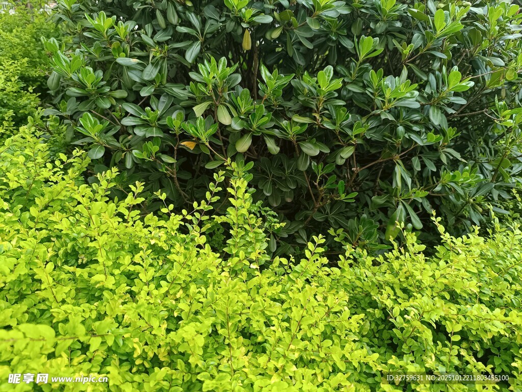 黄绿相间的繁茂绿植