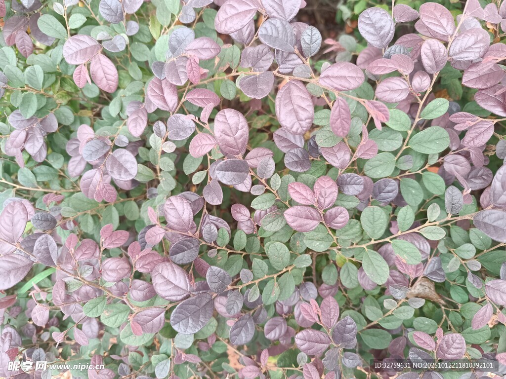 粉色系植物叶片特写