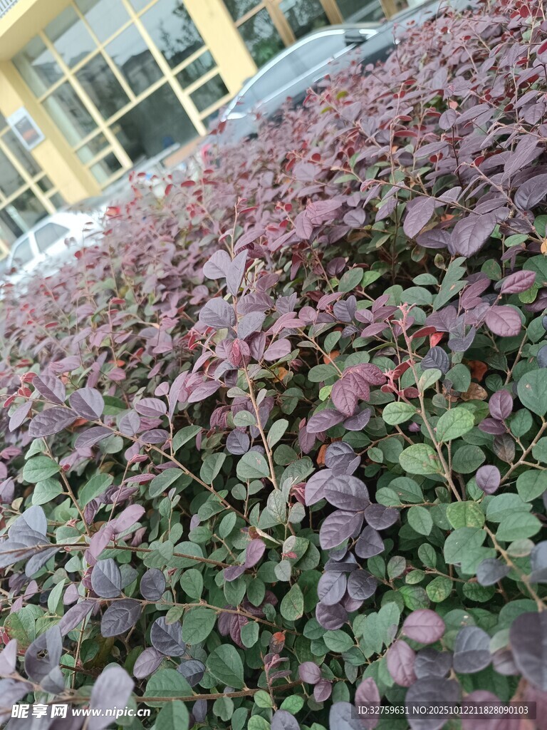 紫叶植物景观