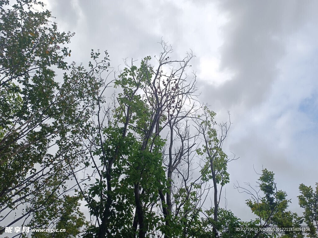 仰视树林中的天空与枝叶