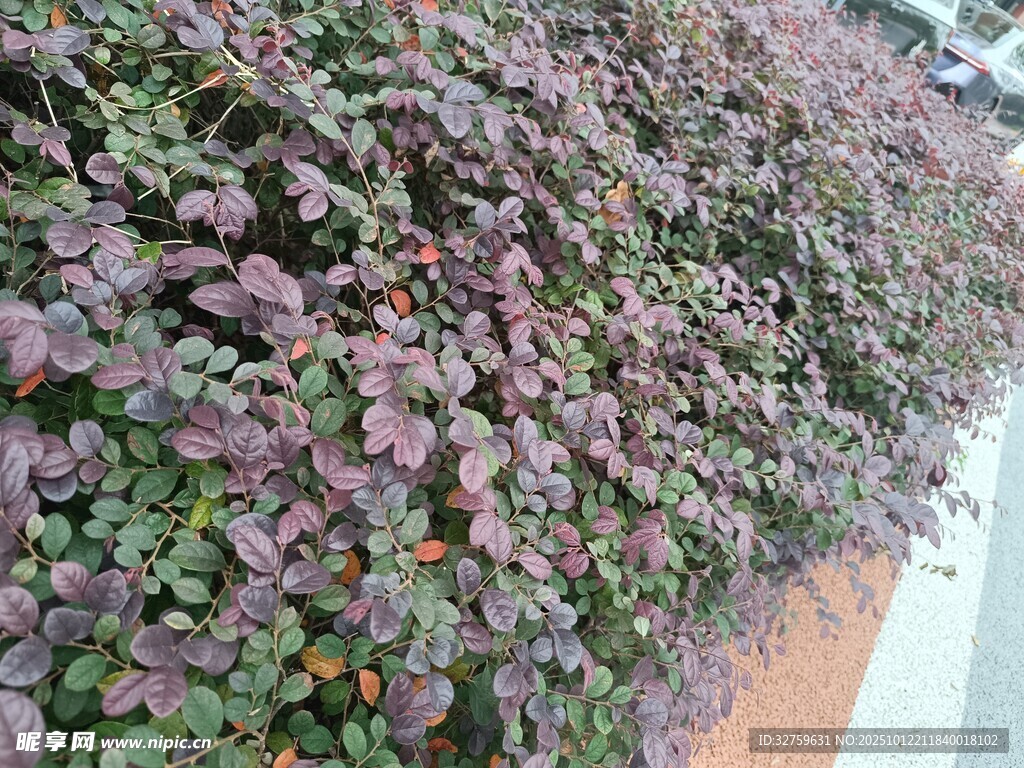 紫绿相间植物墙景观