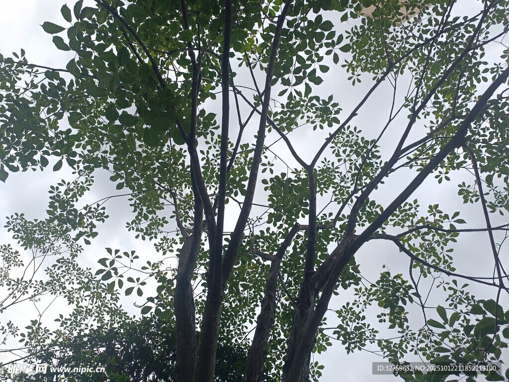 仰视茂密树冠
