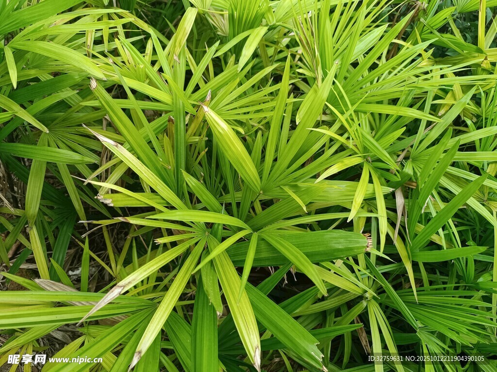 翠绿丛生的细长叶片植物
