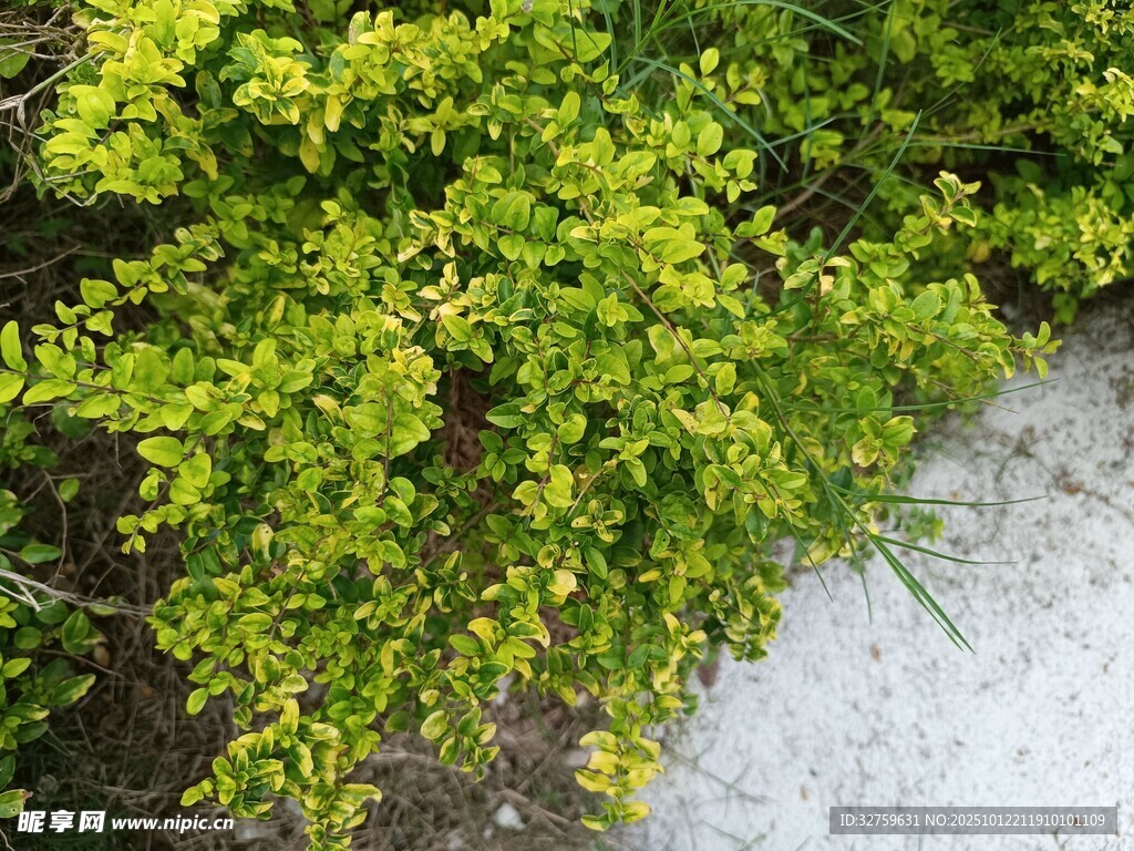 翠绿繁茂的丛生植物