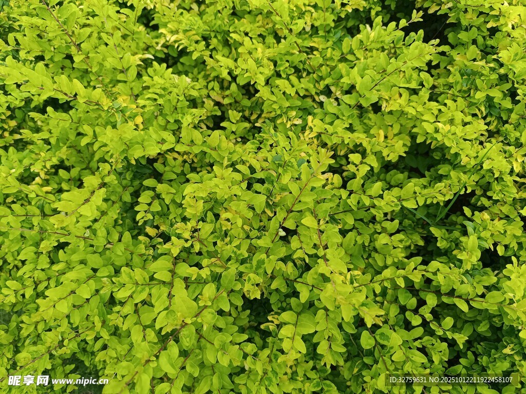 翠绿繁茂的植物叶片