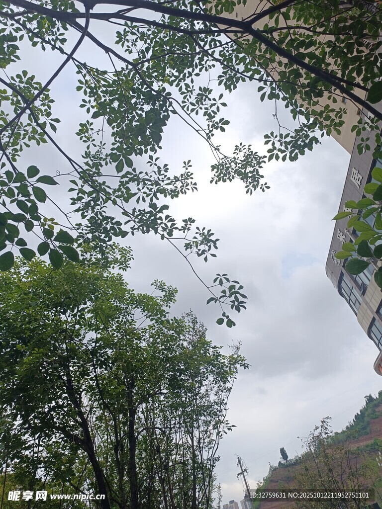 仰视绿树与楼宇