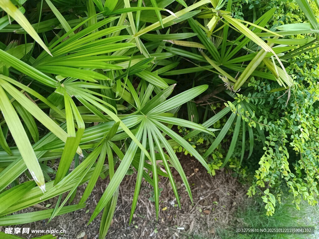 翠绿繁茂的热带植物景观