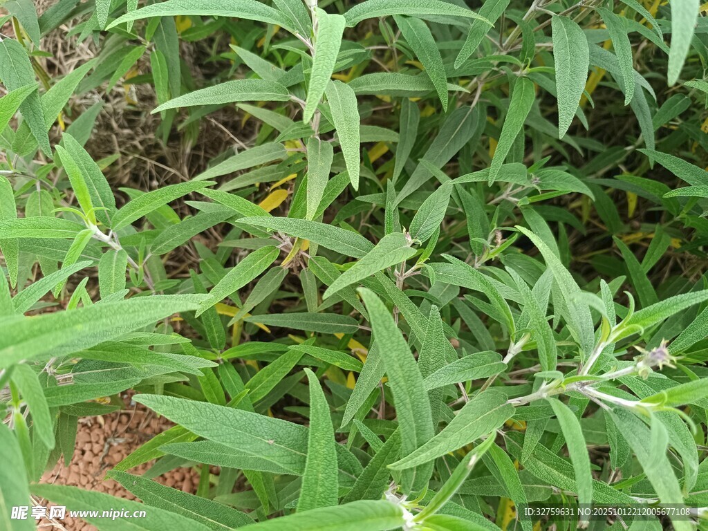 绿叶丛生的清新植物