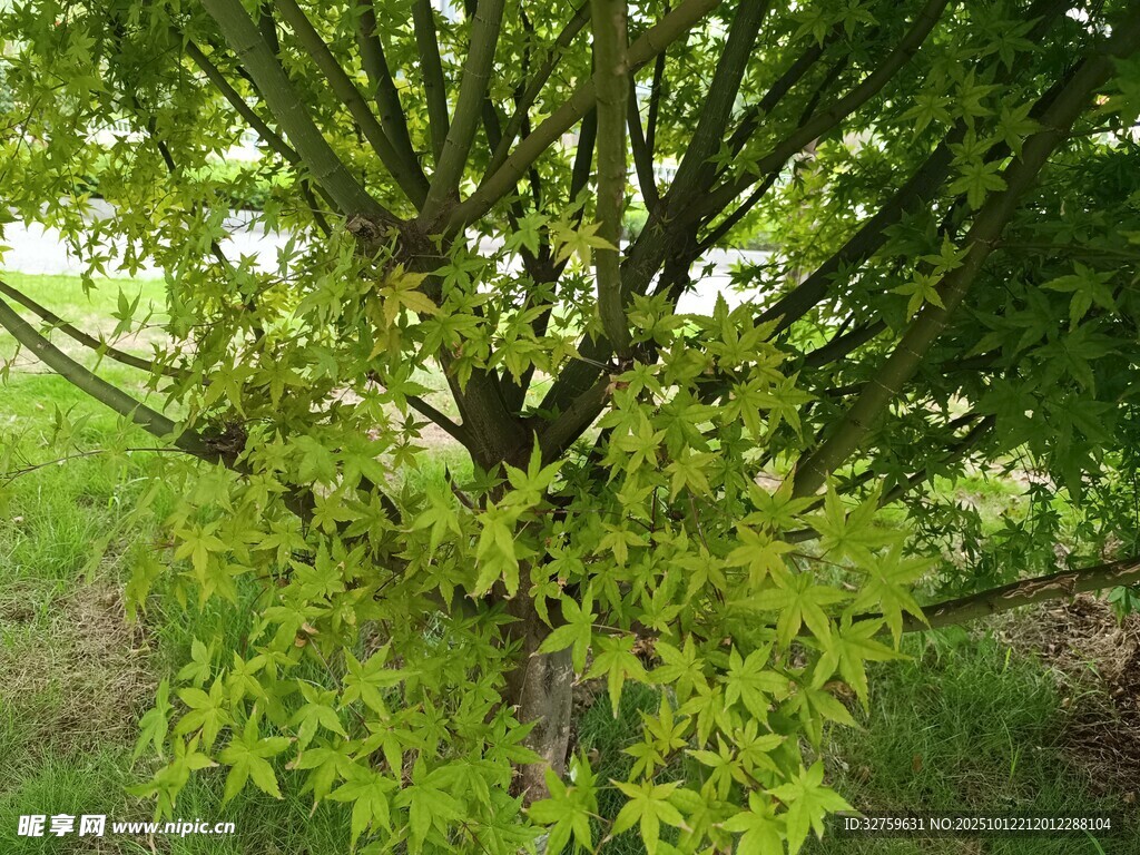 翠绿枫树