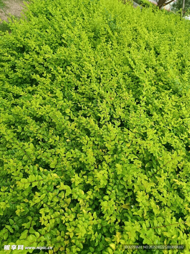 翠绿繁茂的绿植景观