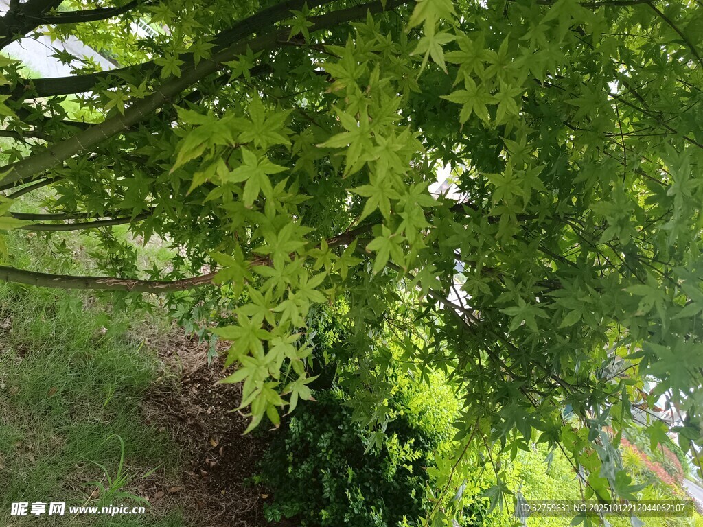 翠绿繁茂的枝叶景观