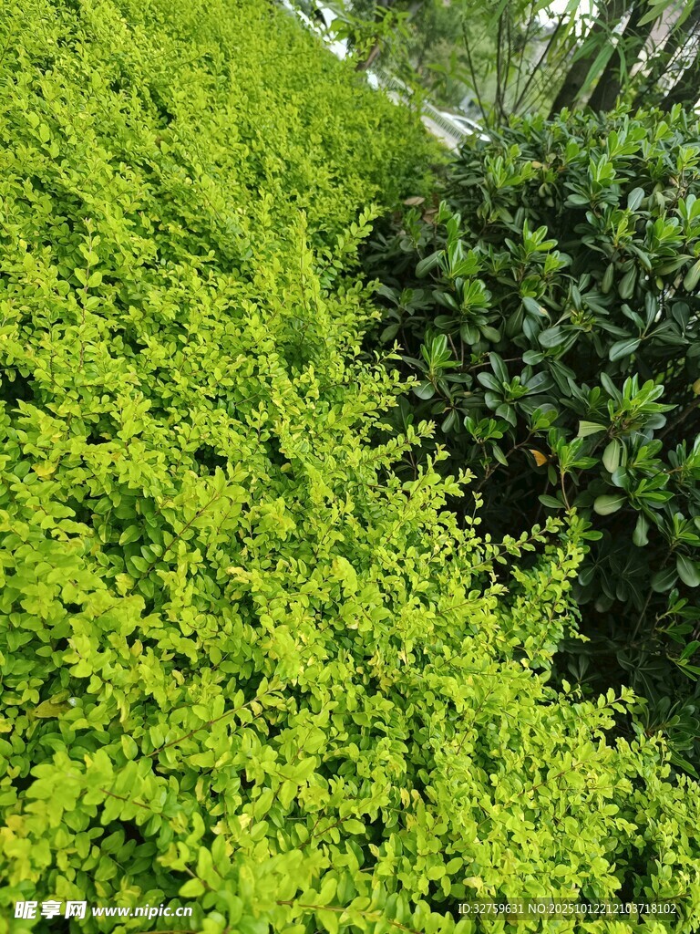 翠绿繁茂的灌木景观