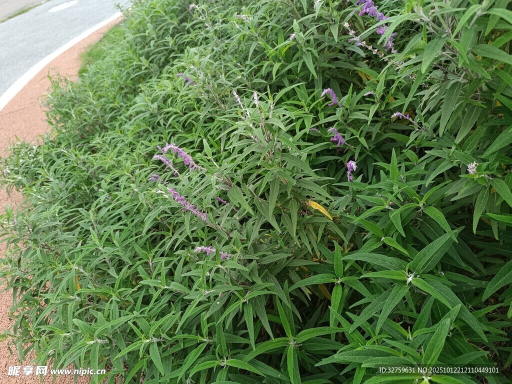 绿叶繁茂的清新植物景观