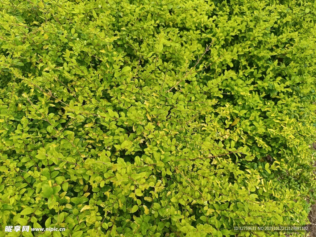 翠绿繁茂的树叶景象