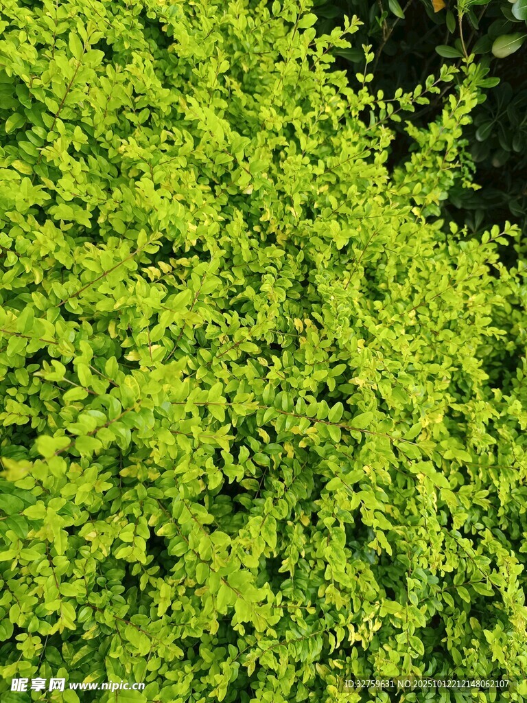 翠绿繁茂的生机绿植