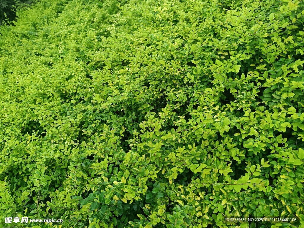 翠绿繁茂的植物景观