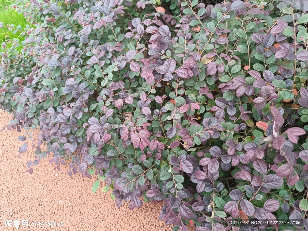 紫色叶片植物特写