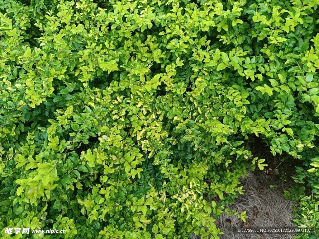 翠绿繁茂的植物景观
