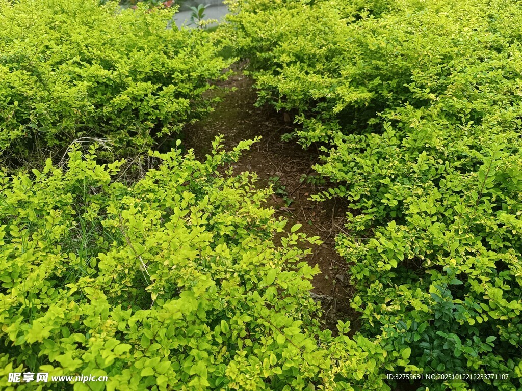 翠绿茂盛的灌木丛景观
