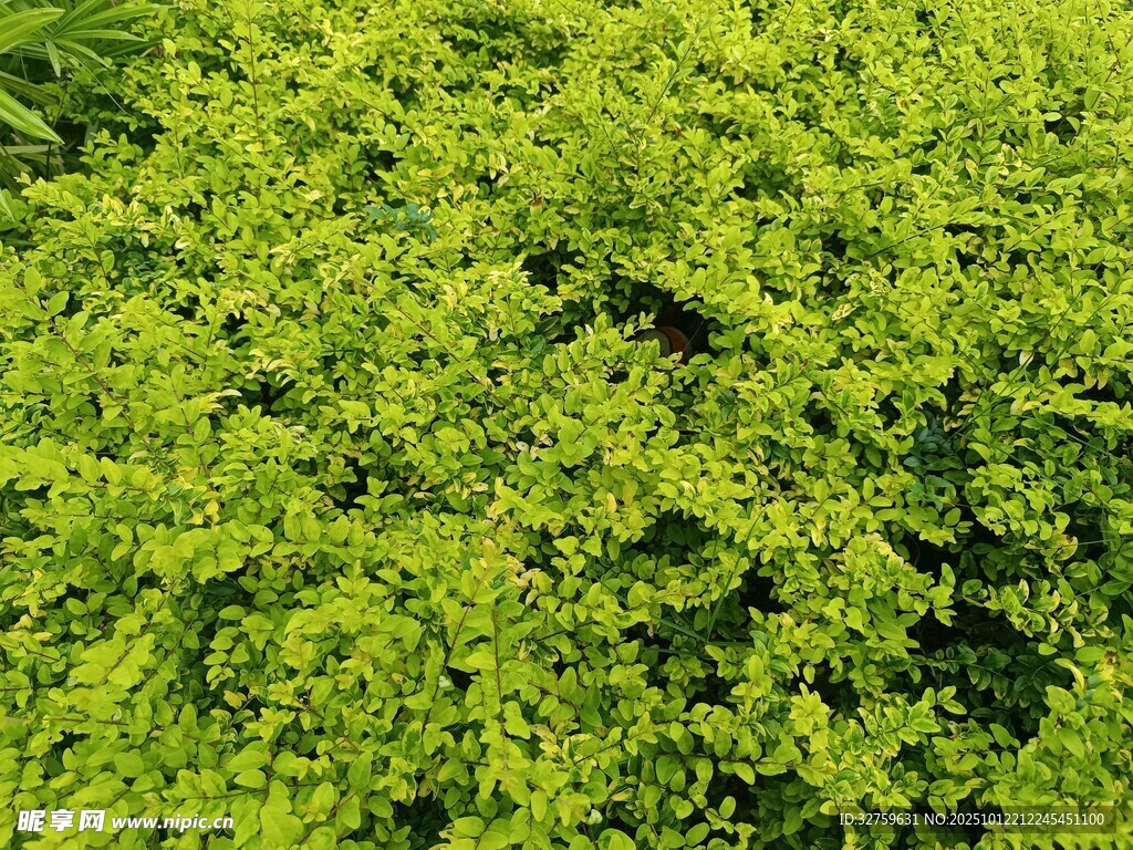 翠绿繁茂的丛生植物