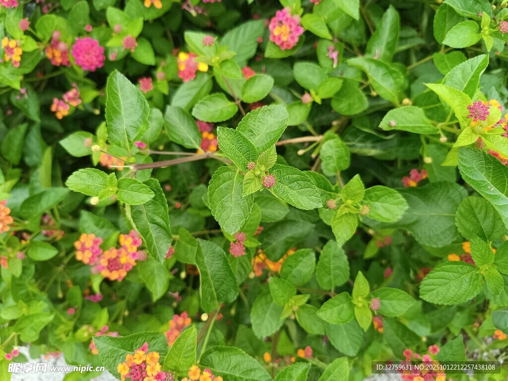 多彩马缨丹绿植特写