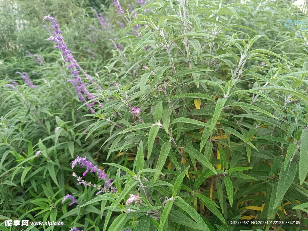 紫色花丛中的绿色植物