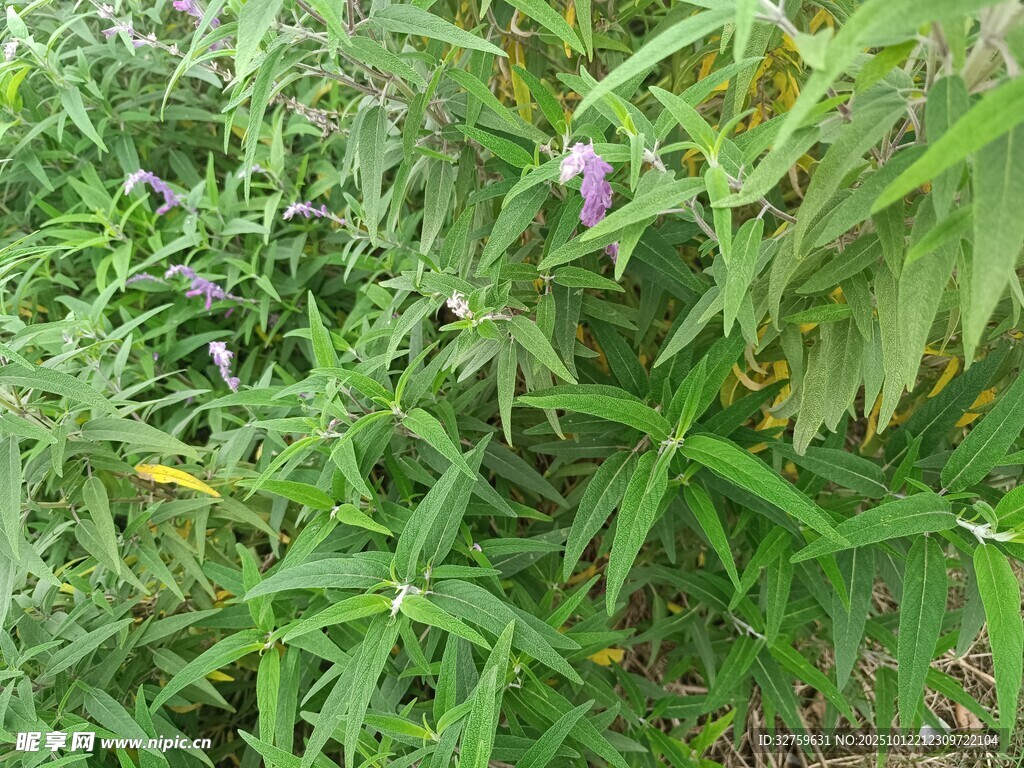 草丛中的紫色小花